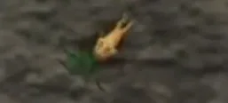 マンドラゴラのミドナイトのウォロウの森に生息する植物型魔獣マンドラゴラ