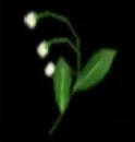 ミツホシ草の三つの小花を咲かせるミツホシ草