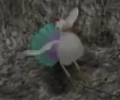 ヘンナトリのミドナイトの水晶洞窟に生息する鳥型魔獣ヘンナトリ