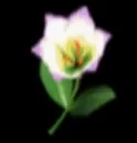 ミツホシ草の同じ依頼で回収するツキヨミ草