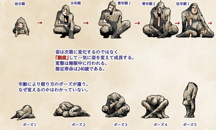 幼体から成人までの岩人間の成長過程